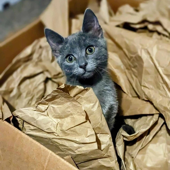 "just so you know there's a lot of cats in here" wooden sign wall decor - Picture 3 of 3